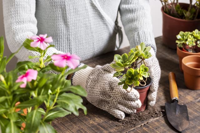 Gardening